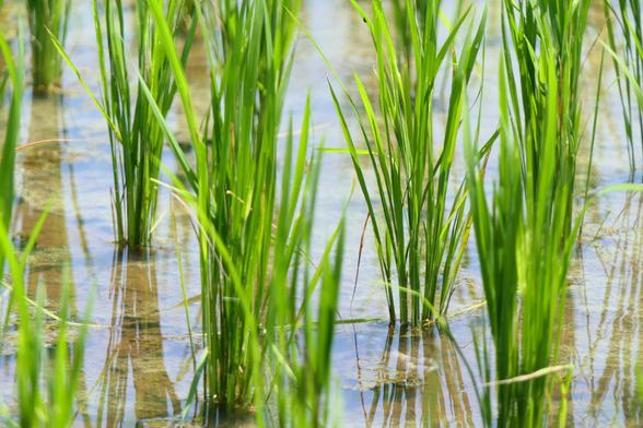 Close-up photograph of rice plants in the water. By Utsman Media under a free Unsplash license: https://bit.ly/4iI8CH8.