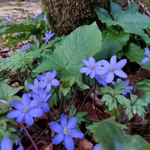 Viele lila Leberblümchen wachsen auf dem Waldboden. Dazwischen altes Laub und viel grünes, frisches Blattwerk