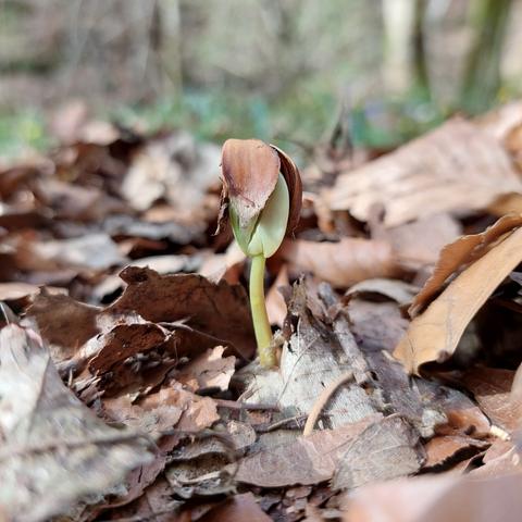 Ein zartgrüner Keimling sprießt zwischen altem Laub hervor. Obenauf sitzen noch die Schalen der Buchecker wie ein Hütchen.