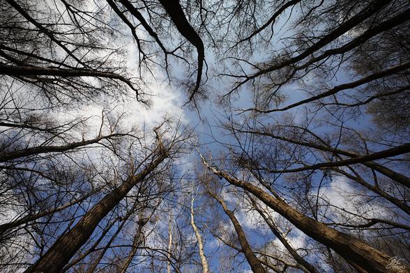 Where Forest Meets Heaven