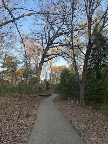 Photo looking down a winding pebbledash path through a wooded city park with mature trees. The early morning sun is shining on the upper branches with blue sky beyond. #goodmorning #parkandride