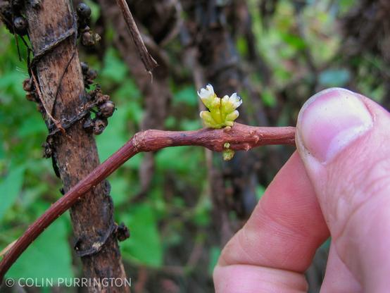 Small inflorescence of white-petaled flowers emerging from a swollen stem. On the left is an old stem wrapped with fruit-bearing tendrils of dodder, also senesced and brown.