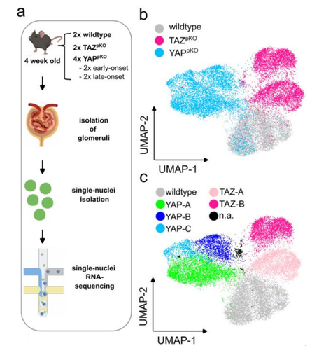 Detail of Figure 1: Schematic illustrating the strategy for isolating single nuclei from purified murine glomeruli, with podocyte-specific deletion of YAP or TAZ. UMAP plots show distinct clusters of podocytes.