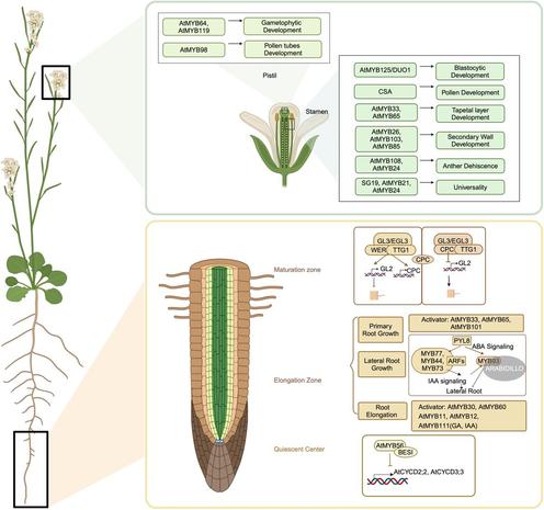 Full-plant morphology of an Arabidopsis plant in flower, with inset root and flower diagrams and flow charts describing how MYB transcription factor family members function in: (1) the multi-level regulation of phenylpropanoid compounds, (2) the regulation of plant development from the cellular to the organ level, and (3) the regulation of plant responses and resistance to abiotic and biotic stresses.