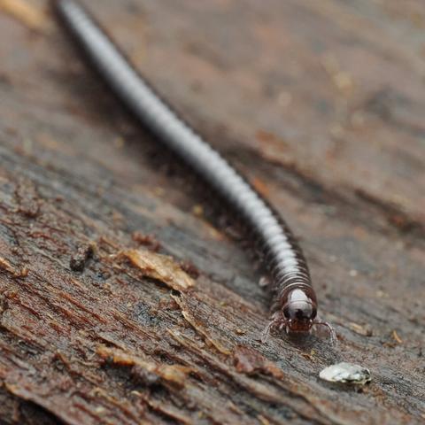 A dark brown, nearly black millipede walks towards the camera across a flat piece of wood. The photo is so close that most of the millipede is out of focus, but its face is visible, with a visor-like dark swathe over its eyes, and two small, hairy antennae gently probing the ground in front of it.