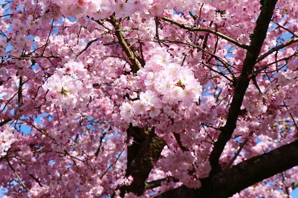 Eine japanische Zierkirsche in voller Blüte.