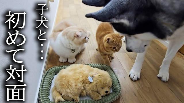 売れ残った子犬と子猫が初めて対面したら大変なことに...