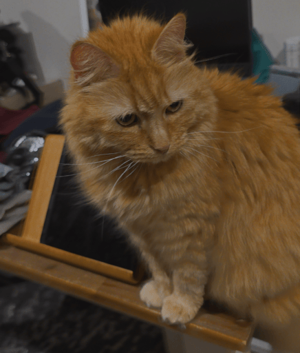 ginger cat sitting on dining room table
