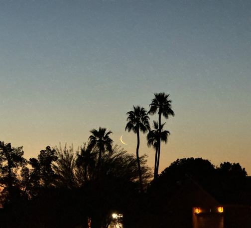 a faint crescent of the moon is visible, low in the eastern sky amongst a stand of mature palm trees, the sky has just a tinge of orange, hinting that morning is near, reinforcing what an old crescent is already doing quite magnificently