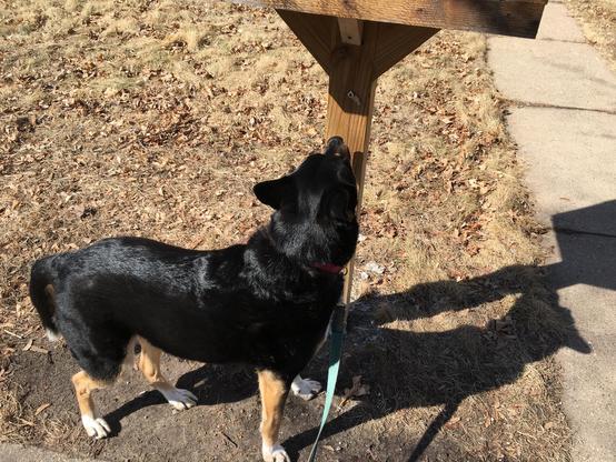 Pepper, the borrowed Australian kelpie belonging to some friends, looks longingly up at a Little Free Library where a sign is posted referring to the possibility of dog treats inside.

Photo taken Thu, 20 March 2025.