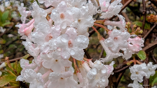 Foto einer Blüte von Farrers Schneeball mit Regentropfen.