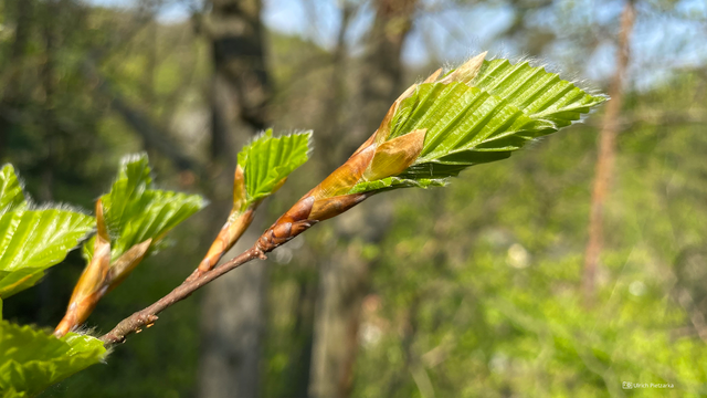 Foto des Blattes einer Hainbuche, das sich aus einer Knospe öffnet.