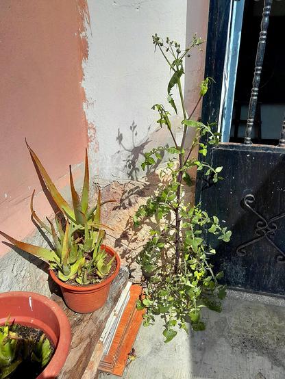 En una descuidada esquina de una casa atelier, crece una hermosa planta, en el punto ciego entre una puerta de forja y un banco de antigua traviesa de tren, que tiene encima unas macetas con Aloe Vera. La planta en cuestión, vete a saber de qué raza, tiene cerradas las flores aun estando al sol, por lo que ya debe de estar fecundada y en breve saldrán los pompones para que lo esparza el viento, también atraerá a los paxarinos que van cantando, comerán las semillas como pipas.