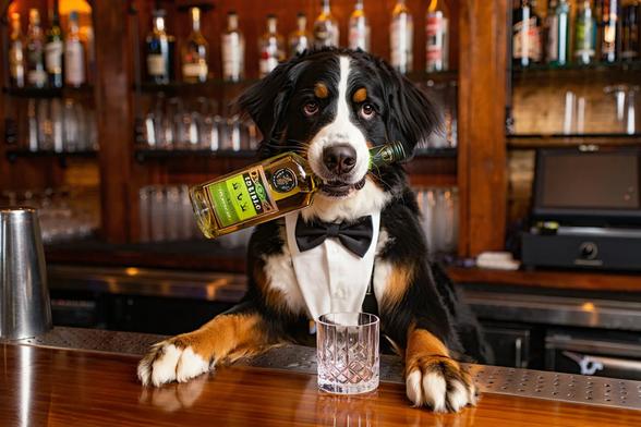 A Bernese Mountain Dog behind a bar, dressed as a bartender, with a bottle of Green Chartreuse in his mouth.