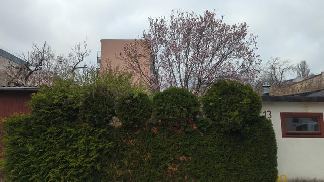 Große Magnolie in einer Kleingartenanlage kurz vor der Blüte.