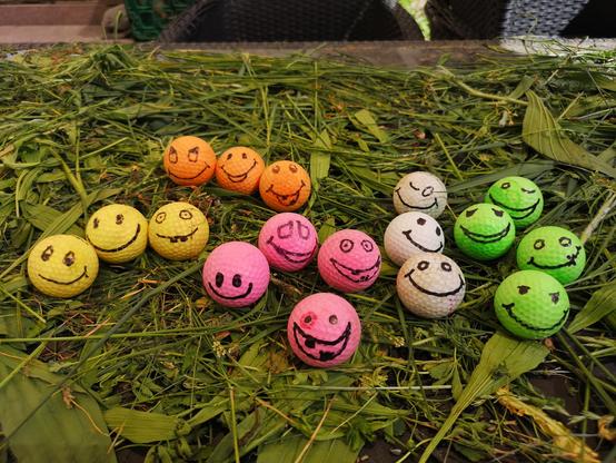 Im Gras vor uns liegen etliche Crossgolf Bälle.
Alle Bälle haben ein Smiliegesicht aufgemalt bekommen.
Wir sehen drei Gelbe Bälle, 3 Orangfarbene, 4 pinke Golfbälle, 3 weiße und 4 grüne