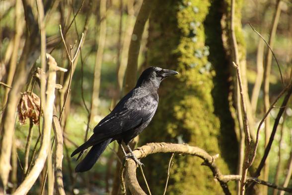 In the photo, you can see a beautiful and elegant crow perched on a tree branch. Its black plumage shimmers in the rays of light, contrasting with the blurred background of the green forest of moss-covered trees.