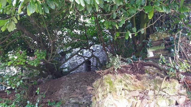 Une partie du mur d'enceinte en pierre de la vieille ville d'Angers. Une ouverture en arche est visible entre les branches. 

A part of the Old Angers city stonewall. There's an arched opening visible between the tree branches.