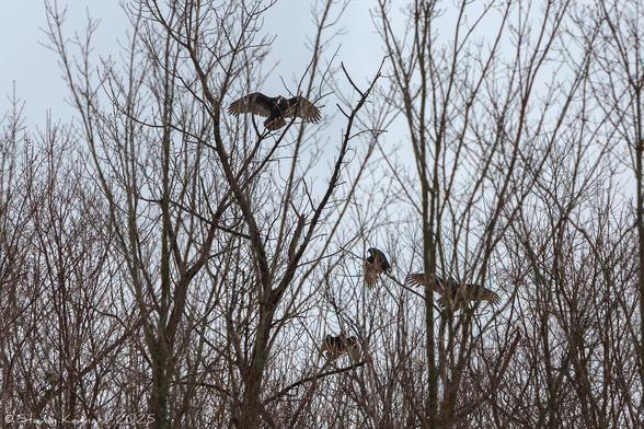 Bare branches of the tops of trees with four large birds on them. Three of the birds have their wings spread wide open as though flying, though they are perched.