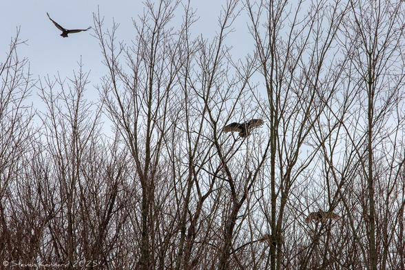 Bare branches of the tops of tall trees with 4 large dark birds. One is flying in the sky towards the others. Two of the birds in the trees have their wings spread wide, though they are perched in the branches.