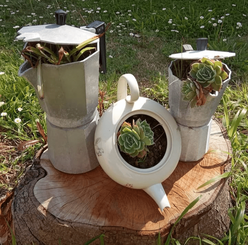 Two moka pots and a tea pot with plants inside.