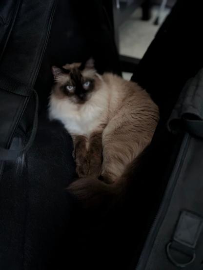 Un chat, dans une housse de violoncelle, regarde le photographe, l’air ahuri.