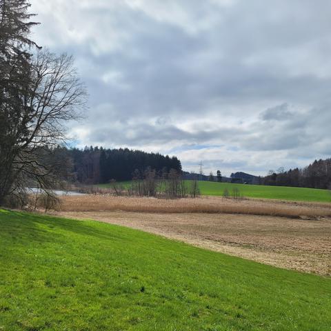 Grüne Wiese,  abgeerntetes Feld, Schilfgräser, etwas vom See. Dahinter Waldund wieder Wiese.