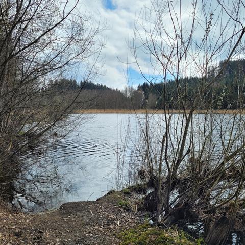 Blick zum See mit Sträuchern