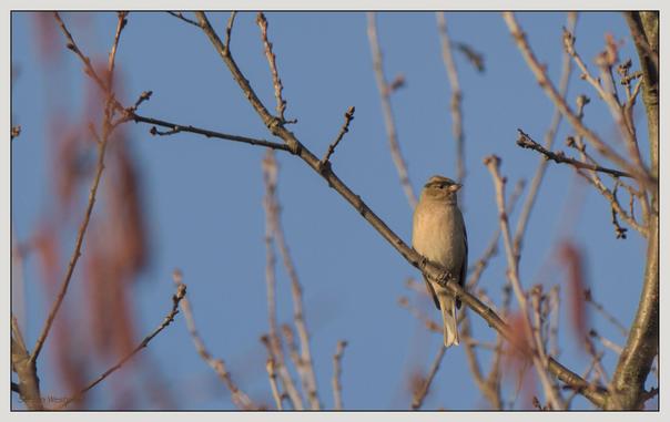 Ein kleiner Vogel sitzt auf einem diagonal durch das Bild verlaufenden Ast. Das Gefieder des Vogels ist hell olivgrau, der Blick geht mit leicht gedrehtem Kopf in Richtung des Betrachters. Der Hintergrund besteht aus einem klaren blauen Himmel, umgeben von weiteren kahlen Ästen mit Knospen, die leicht unscharf sind.

A small bird sits on a branch running diagonally through the picture. The bird's plumage is light olive gray and its head is slightly turned, looking towards the viewer. The background consists of a clear blue sky, surrounded by other bare branches with buds that are slightly out of focus.
