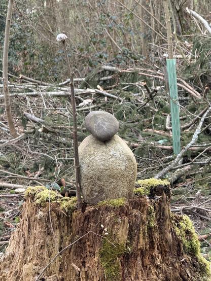 A small brown grayish stone sitting on top of a big dirty white stone, both round, and together resembling the shape of Shawn the sheep. Next to it is a stick with a snail house on top that looks like a hiking pole. All this is stitting on a moss covered old tree root, slowly rotting away.