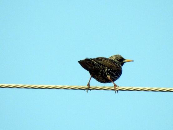 Un estornino, posa sobre un cable de espaldas, con la cabeza girada pero mirando a la cámara. Su plumaje es negro de base con pintas claras por toda la panza. El pico es alargado, fino y de color amarillo hacia la punta.