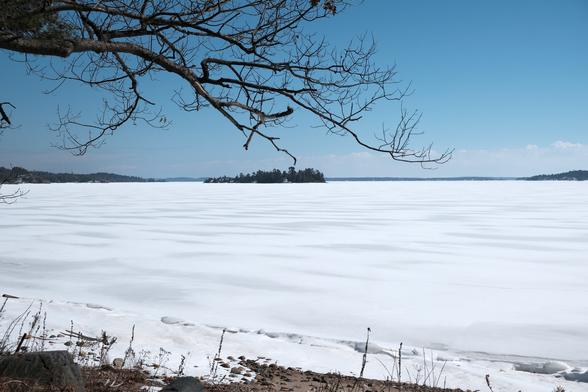 A frozen expanse of a large lake with some forested islands in the distance. A branch of a Red Oak reaches in from the top left, in the lower part is a stretch of sandy beach visible.