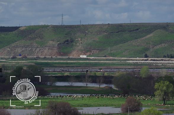 ovejas bastante y un tren de cercanías en la crecida del Jarama en Aranjuez