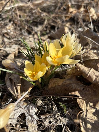 yellow crocus in bloom, a midst a field of brown leaf litter