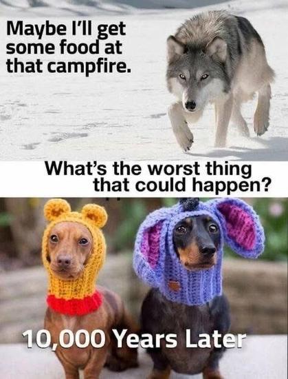 First image shows a wolf walking on the snow. It says: "Maybe I'll get some food at the campfire. What's the worst thing that could happen?".
Second image shows dogs with ridiculous human made outfits: 10 000 years later.