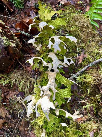 On the forest floor, an outcropping of lichen in shapes that mimic tree leaves. It has a distinct light and dark side per leaf.