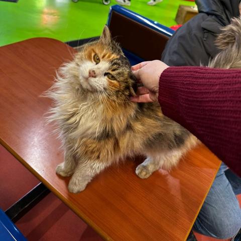 Cute farm cat getting some fuss.
