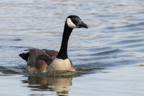 A Canada Goose swimming quickly in a calm lake. Its bill is slightly open.