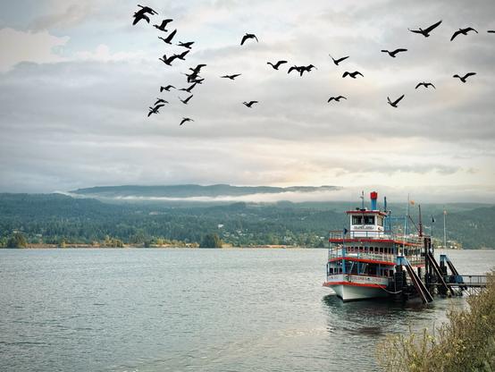 The Columbia Gorge Sternwheeler paddleboat floats docked at Cascade Locks Marine Park under a flock of birds on a cloudy day.