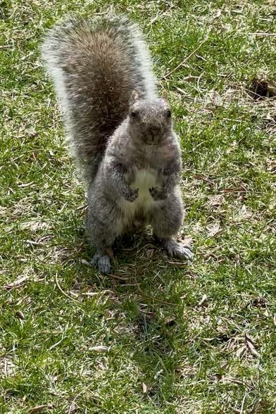Ethan the gray squirrel is on the greening spring lawn, standing up tall with his magnificent tail upright, making him look even bigger and taller. He  poses strong like a personal motivator.