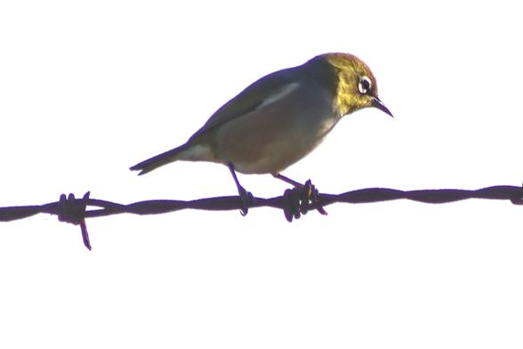Silvereye, Zosterops lateralis, a common small insectivore of the Canberra region., on a barbed wire fence.