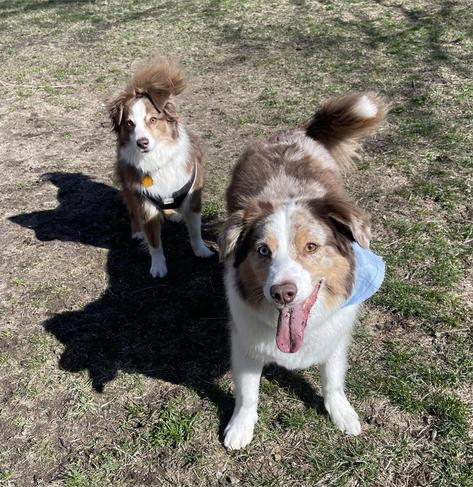 Two brown and white Mini Australian Shepherds looking directly at the camera.
