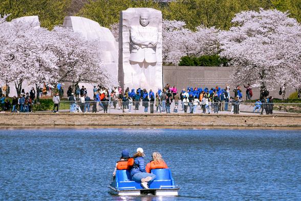 Paddleboat on the Tidal Basin in Washington, D.C. approaching the Martin Luther King Memorial, with cherry trees in full bloom on each side.