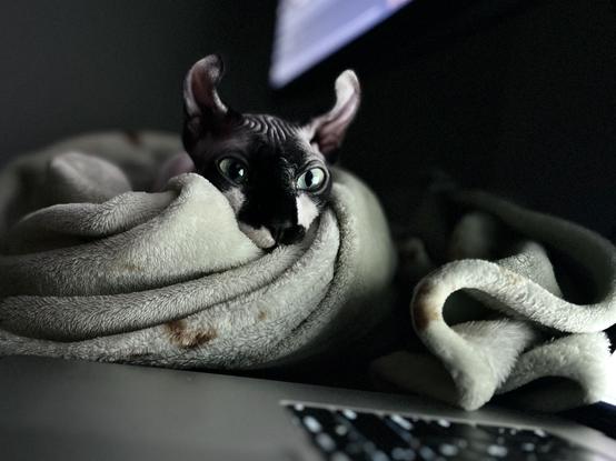 Elf cat laying next to laptop on blanket