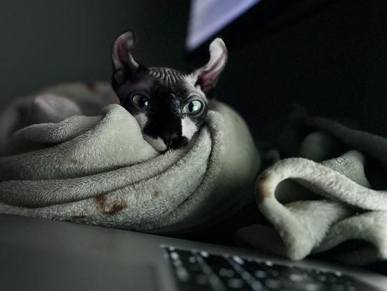 Elf cat laying next to laptop on blanket Lower