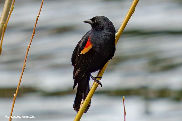 A red-winged blackbird rests on a willow branch next to a blurred neighborhood pond
