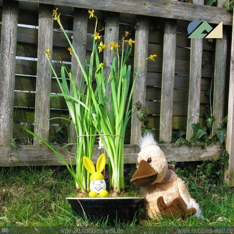 Eggli - Nobbies fröhliches Hasenosterei für den Frühstückstisch