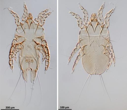 New feather mite species discovered on the endangered Okinawa rail