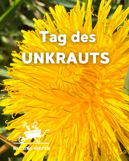 Löwenzahnblüte