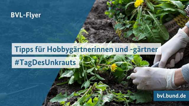 BVL-Flyer: Tipps für Hobbygärtnerinnen und -gärtner
Tag des Unkrauts